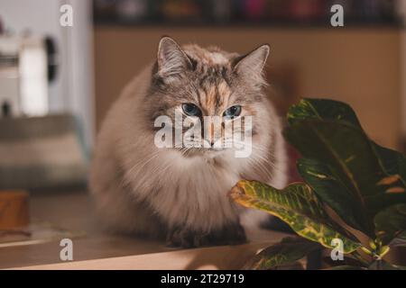 Ragdoll Cat Relaxing on a Table in Sunlight Stock Photo - Alamy