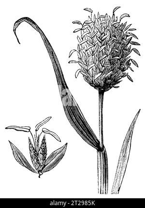 Phalaris canariensis, digitally restored illustration from 'The Condensed American Encyclopedia', published in the 19th century. Stock Photo