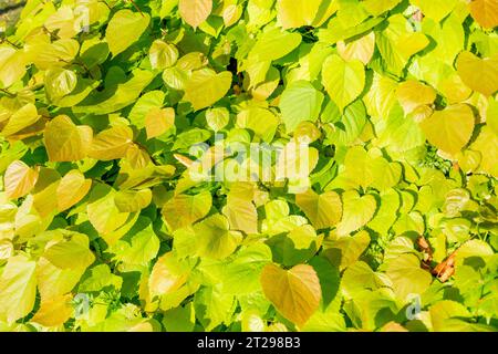 Close up of leaves at ground level, The Moor, Hawkhurst, Kent, England, United Kingdom Stock Photo