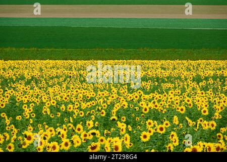 Sunflower field in Provence, France. Stock Photo