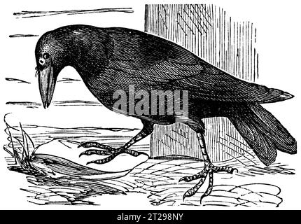 digitally restored illustration from 'The Condensed American Encyclopedia', published in the 19th century. Stock Photo