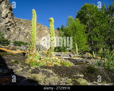 Orostachys spinosa, houseleeks, wild stone rose, sparse vegetation, wildlife concept. Stock Photo