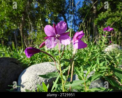 Dwarf fireweed, or Chamaenerion latifolium, flowering in a mountain valley. Stock Photo
