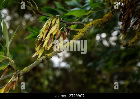 Ash keys, the seed pods of an ash tree in October in woodland near Peterborough, Cambridgeshire, England, UK Stock Photo