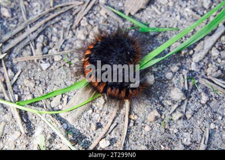 Caterpillar of the fox moth (Macrothylacia rubi), September, Germany Stock Photo