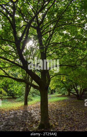 Sunlight shining through trees and highlighting the greens of their leaves, the trunks casting long shadows on a ground littered by fallen leaves. Stock Photo