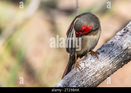 Crimson finch (Neochmia phaeton) is a species of bird in the family Estrildidae Stock Photo