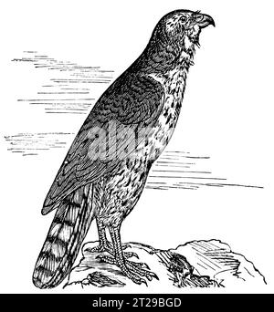 Digitally restored from 'The Condensed American Encyclopedia' published in 1882. Stock Photo