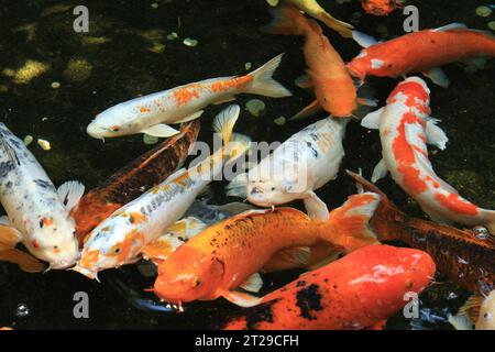 Japan Golden Fancy carps and koi fishes in the pond. Popular pets for relaxation and feng shui meaning. Popular pets among people. Stock Photo