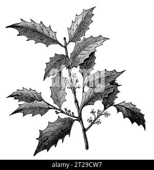 Ilex opaca, digitally restored from 'The Condensed American Encyclopedia' published in 1882. Stock Photo