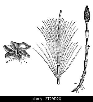Equisetum arvense, digitally restored from 'The Condensed American Encyclopedia' published in 1882. Stock Photo