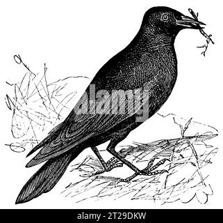 Corvus Monedula, digitally restored from 'The Condensed American Encyclopedia' published in 1882. Stock Photo