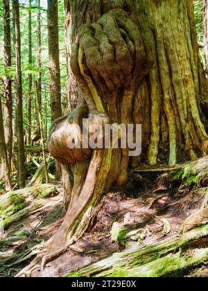 Southeast Alaska old growth rainforest views seen on the Rainbird Trail, Ketchikan, Alaska, USA. Stock Photo