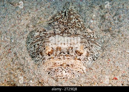 Marbled Stargazer (Uranoscopus bicinctus) with large eyes lurks well camouflaged with good camouflage half buried in sand for prey Victim, Philippine Stock Photo