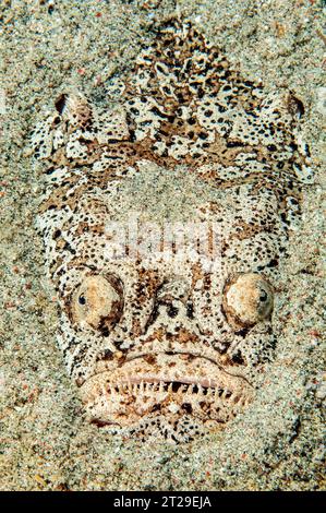 Marbled Stargazer (Uranoscopus bicinctus) with large eyes lurks well camouflaged with good camouflage half buried in sand for prey Victim, Philippine Stock Photo