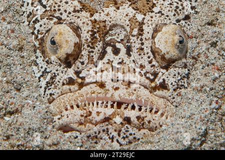 Extreme close-up of head of Marbled Stargazer (Uranoscopus bicinctus) with large eyes lurking well camouflaged with good camouflage half buried in Stock Photo