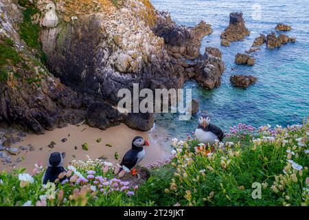 From above wild Atlantic puffins with red beaks and white feathers sitting on grassy coast near rippling sea in coastal area of Ireland Stock Photo