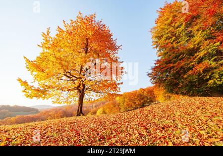 Awesome image of the shiny beech tree on a hill slope at mountain valley. Dramatic scene. Orange and yellow leaves. Location place Carpathians, Ukrain Stock Photo