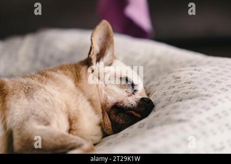Crop dog with closed eyes sleeping on white sofa at home against blurred background Stock Photo
