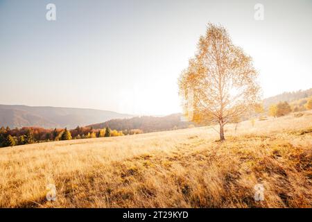 Majestic image of birches in sunny beams at magical valley. Gorgeous and picturesque morning scene. Red and yellow leaves. Location place Carpathians, Stock Photo