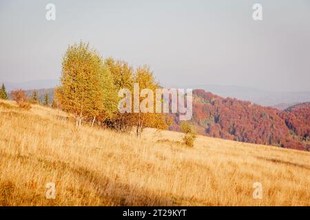 Majestic image of birches in sunny beams at magical valley. Gorgeous and picturesque morning scene. Red and yellow leaves. Location place Carpathians, Stock Photo