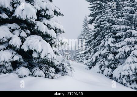 Scenic Image Of Spruces Tree. Frosty Day, Calm Wintry Scene. Location 