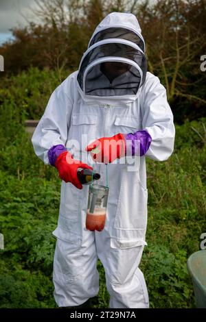 Beekeepers puts cider in a jar to attract wasps and drown them before
