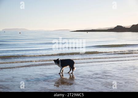 Border Collie on the beach at Traeth Bychan, Anglesey, North Wales on a beautiful sunny morning. Stock Photo