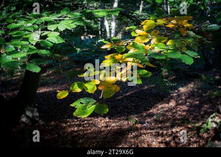 Epping Forest, once Henry VIII's hunting grounds, on the edge of London provides space for many outdoor leisure pursuits. Stock Photo