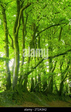 Common beech (Fagus sylvatica) trees in woodland on Wellington Hill in the Blackdown Hills, Somerset, England. Stock Photo
