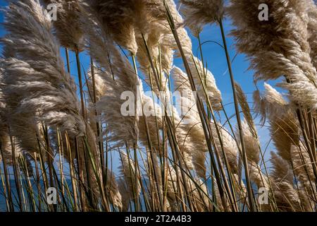 Pampus grass in sunlight against a blue background of sky and sea Stock Photo