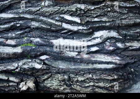 White and gray texture of birch bark and moss. The wavy texture looks voluminous and smells like fall. For the design. Photo in high quality. Stock Photo