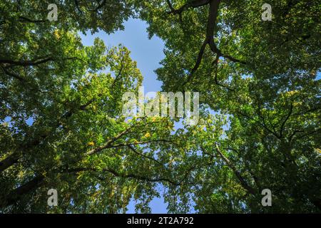 Linden trees in park, crown with clear blue sky. Early autumn. Sunny morning. Natural background. Piestany, Slovakia Stock Photo