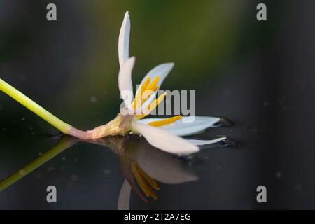 The stem of an Autumn zephyrlily, zephyranthes candida, has bent over so that the flower rests on the water in the pond. Stock Photo