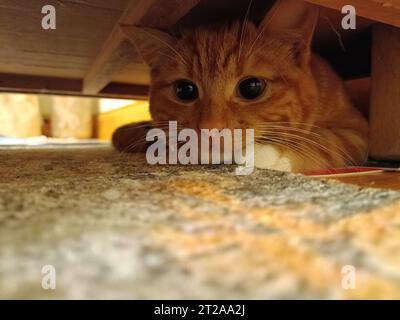 Adorable ginger kitten hiding under a cabinet with copy space. Adorable, cute, shy, hidden kitten concept. Frightened cat hiding away from people Stock Photo