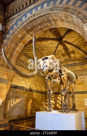 Mammoth skeleton at the Natural History Museum in London. 10 October, London, UK. Stock Photo