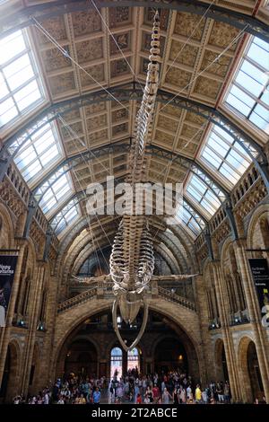 Blue whale skeleton in the main hall of the Natural History Museum of London, October 10, 2023 in London, UK Stock Photo