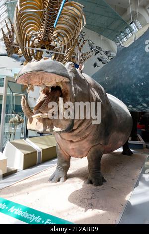 Exhibition of a large hippopotamus at the Natural History Museum in London. October 10, 2023 in London, UK Stock Photo