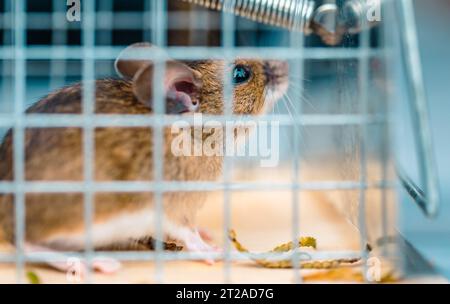 Cute House Mouse Trapped Inside Mousetrap Close Up Stock Photo