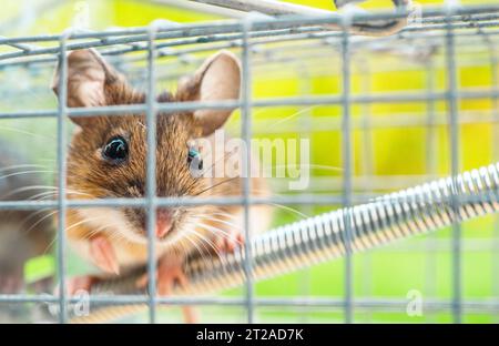 House Mouse Trapped Inside Mousetrap. Fighting Rodents Theme. Stock Photo
