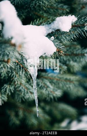 Close up of fir tree branches covered with melting snow and icicles in morning winter forest. Real spring, winter background. Stock Photo