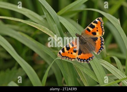 Small Tortoiseshell (Aglais urticae) adult on rank grass sunning with wings open  Eccles-on-Sea, Norfolk, UK.              August Stock Photo
