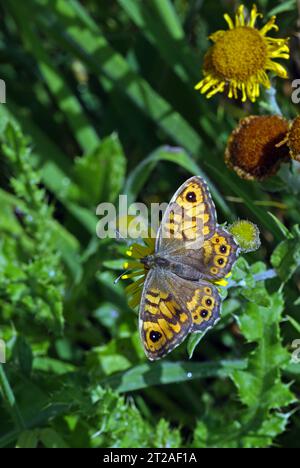 Wall butterfly (Lasiommata megera) adult feeding on Common Fleabane with wings open  Eccles-on-Sea, Norfolk, UK.              August Stock Photo