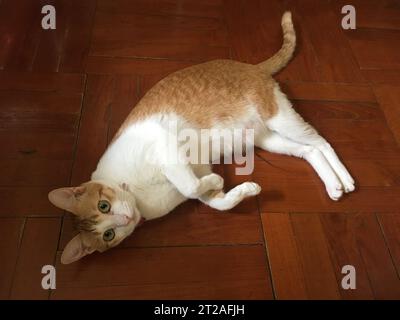 cute ginger cat lying on the floor Stock Photo