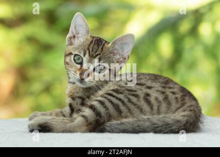 cute little kitten looking at camera while laying on white blanket Stock Photo