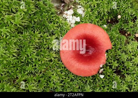 young fly agaric growing on moss (Amanita muscaria) Stock Photo