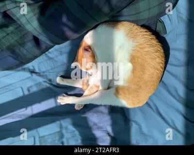 curled ginger cat on the bed and sleep Stock Photo