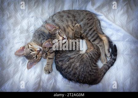 kittens playing together on white blanket Stock Photo
