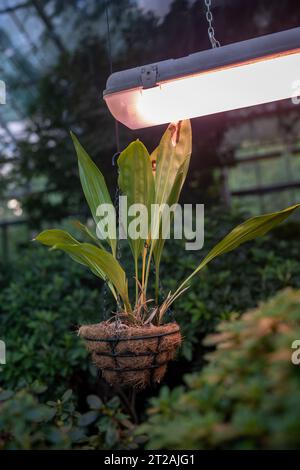 Phytolamp for plant growth in cold season in greenhouse. Hanging plant in pot under artificial light Stock Photo
