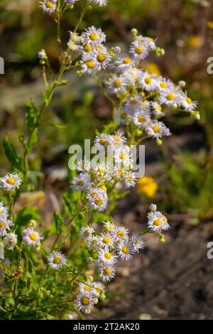 Daisy Flowers on an European Field Stock Photo